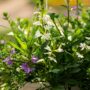 Scaevola – Fanatix™ Mix – 10″ Hanging Basket